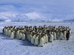 Emperor_Penguin_Colony_Antarctica