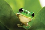 Biodiversity