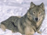 lykos