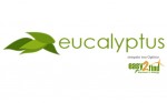 eucalyptus