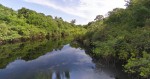 amazonios