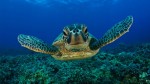 sea turtle