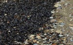 dead fish samos