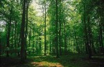 forest (2)
