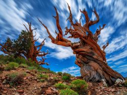 pinus-longaeva-tree