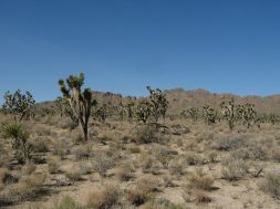desert