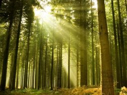 forest