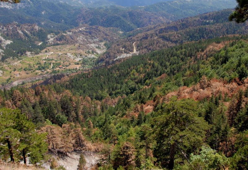 Τροποποιούνται διατάξεις της δασικής νομοθεσίας