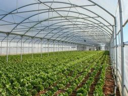 B272FAB7E8C1D1DBCAFD25792D3AE11A