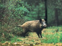 agrioxoiros
