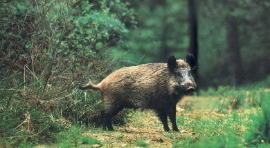 agrioxoiros
