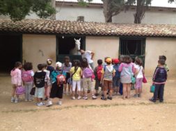 OrganizationEarth_horse