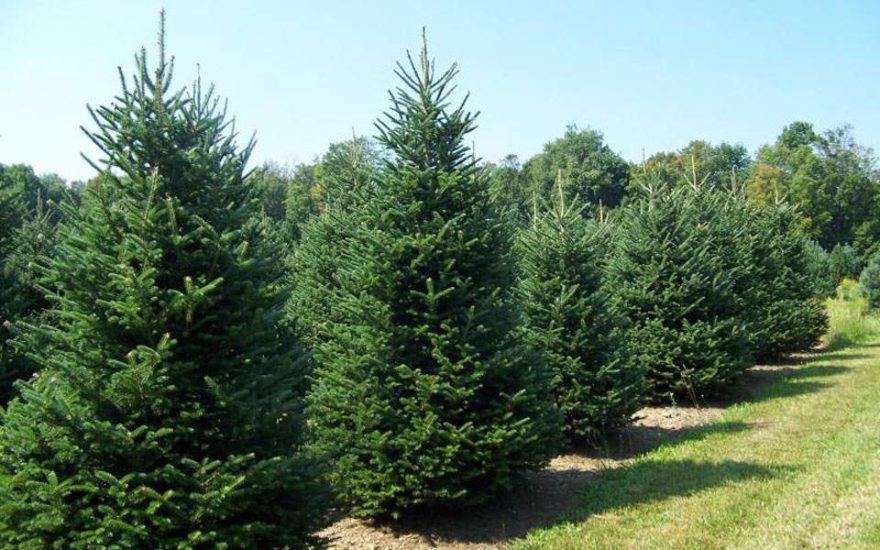 Ανακύκλωση… χριστουγεννιάτικων δέντρων!