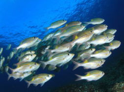 shutterstock_556420432_iefimerida