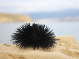 bc2ed45a368758875126cd2383a9bbf1_XL