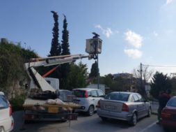 rodos