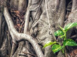 epipremnum-aureum-2795932_1920_Pixabay_JasonGoh-1170×500