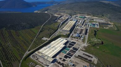 Thisvi plant_ medium