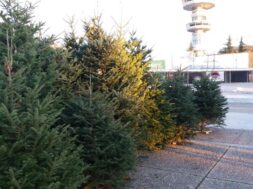 χριστουγεννιάτικα-δέντραjpg