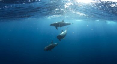 dolphins-918752_1280