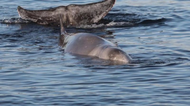 Επιτυχής διάσωση δύο ραμφοφαλαινών στη δυτική ακτογραμμή της Κέρκυρας