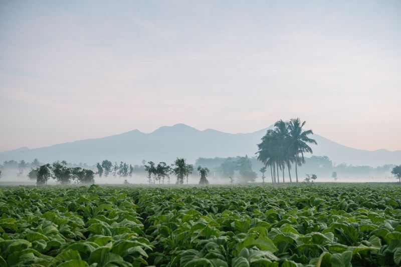 BAT: Αναγνώριση ως Climate Leader 2022 από τους Financial Times