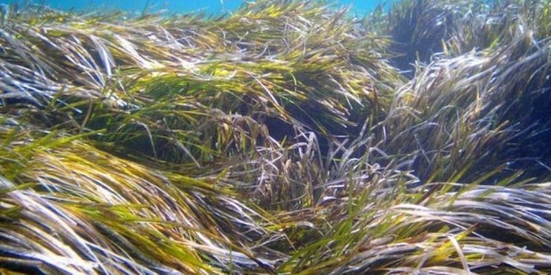 Τα αντιηλιακά μολύνουν τα φύκια Posidonia oceanica στη Μεσόγειο: Σκοτώνουν ψάρια, δελφίνια και χελώνες