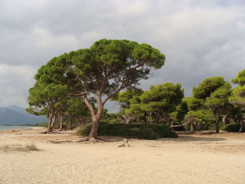 Αντιπυρική θωράκιση του Εθνικού Πάρκο Σχινιά-Μαραθώνα