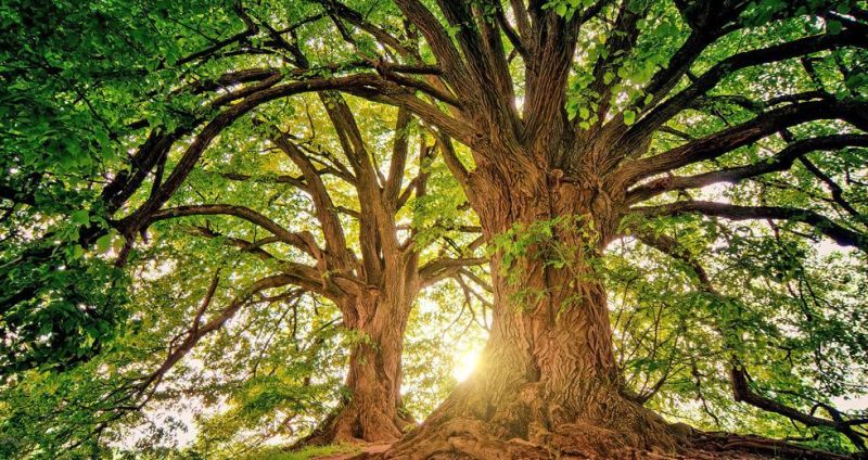 Νέα έρευνα: H κλιματική αλλαγή εξοντώνει τα τροπικά δέντρα