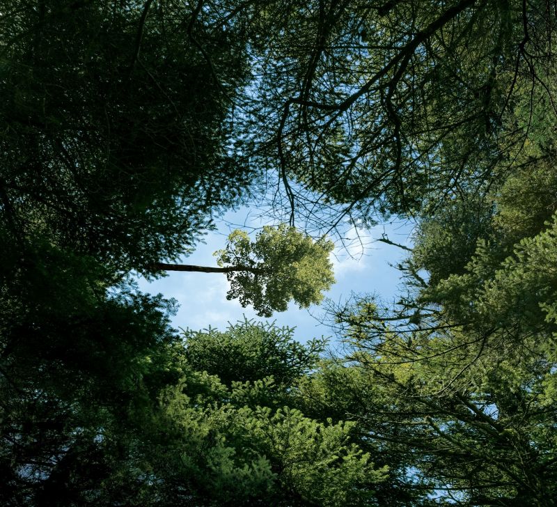 H Vodafone παρουσιάζει το πρώτο «έξυπνο» δάσος της Ελλάδας στην Πάρνηθα
