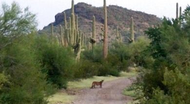 wild-animals