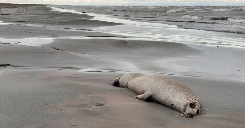2.500 νεκρές φώκιες στις όχθες της Κασπίας Θάλασσας