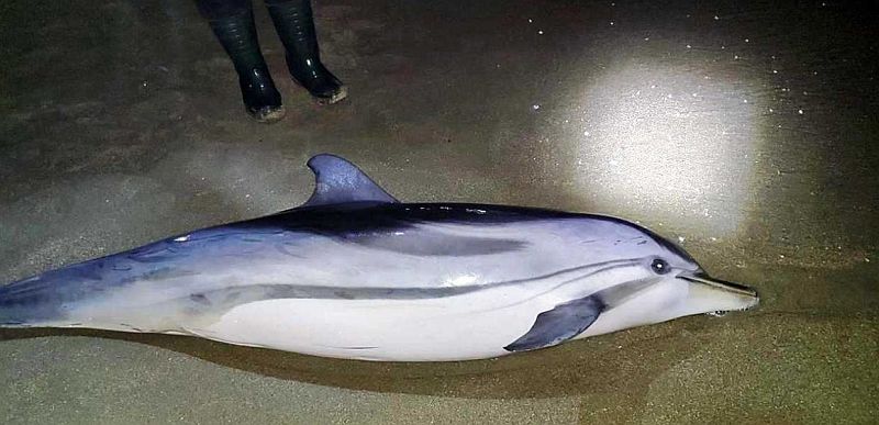 Καβάλα: Νεκρό δελφίνι ξεβράστηκε σε παραλία