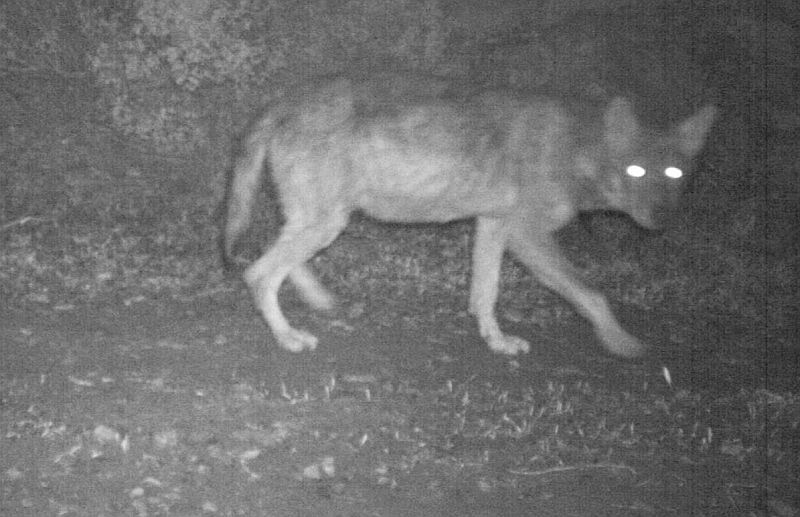 LIFE WILD WOLF: Τεχνογνωσία για τη διαχείριση περιστατικών εμφάνισης λύκων στην Πάρνηθα