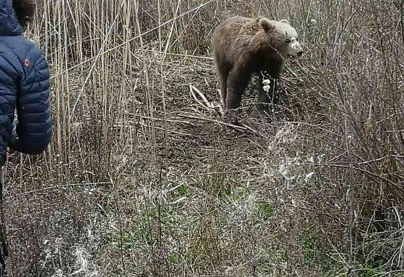 Με επιτυχία απεγκλωβίστηκε αρκούδα στην περιοχή των Πρεσπών
