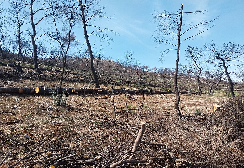 ΥΠΕΝ: Ολοκλήρωση κατά 70% αντιδιαβρωτικών έργων σε  Δ. Αττική και Πάρνηθα
