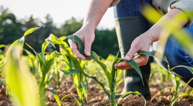 121087-farmercorn1280