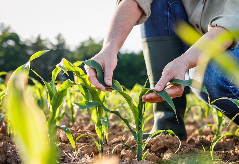 Η Κίνα πρωτοπορεί στη βιώσιμη γεωργία