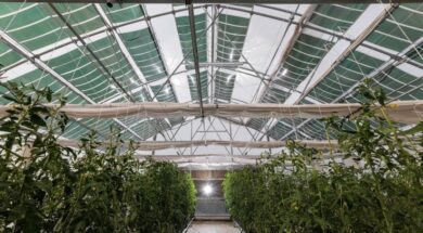 greenhouse–1280×854