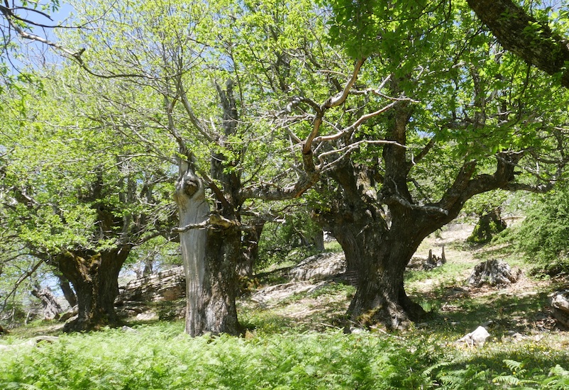 Η Principia παραδίδει 660 στρέμματα αναδασωτέας περιοχής
