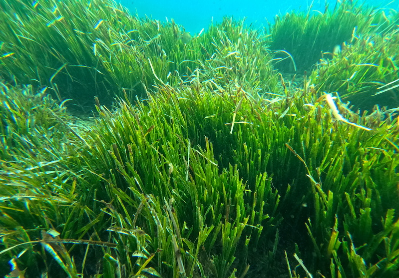 Σε δημόσια διαβούλευση τα δύο νέα Εθνικά Θαλάσσια Πάρκα σε Νότιες Κυκλάδες και Ιόνιο