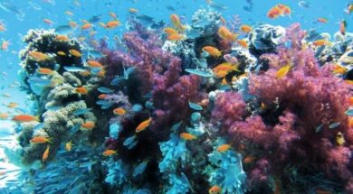 underwater-coral-768×576